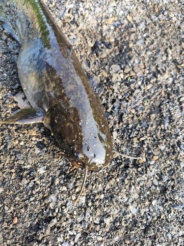 ナマズの釣果