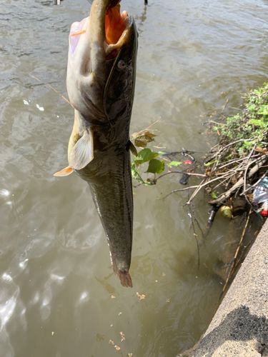 ナマズの釣果