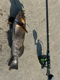 アイナメの釣果