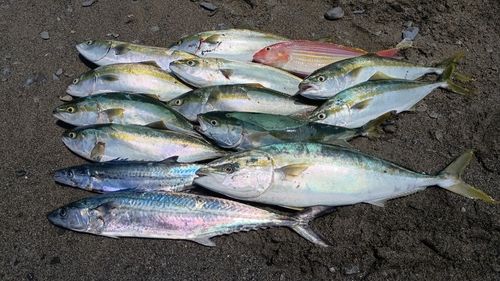 サワラの釣果