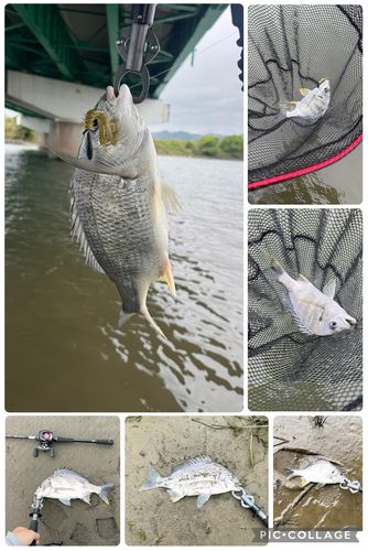 キビレの釣果
