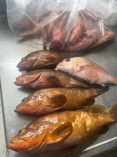 アコウの釣果