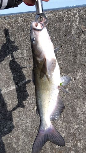 アメリカナマズの釣果