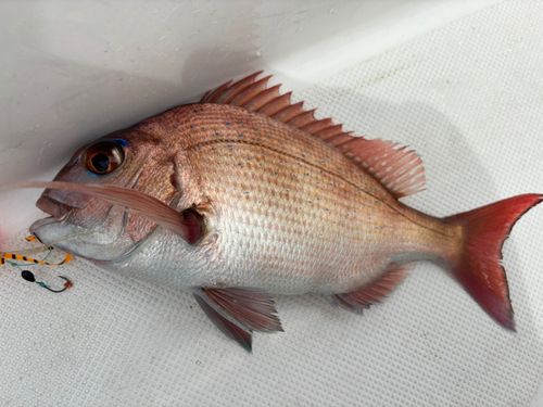 マダイの釣果