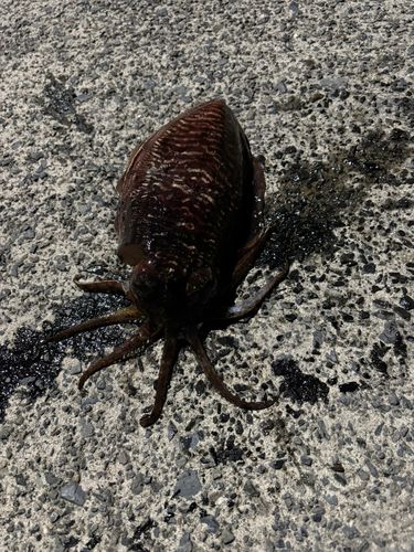 コウイカの釣果
