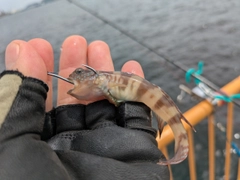 イトヒキハゼの釣果