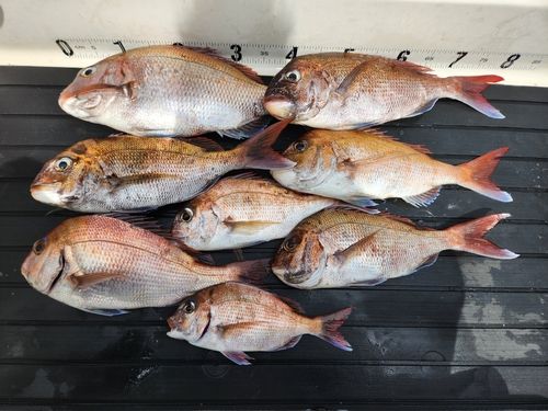 マダイの釣果
