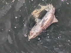 サメの釣果