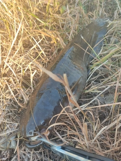 ナマズの釣果