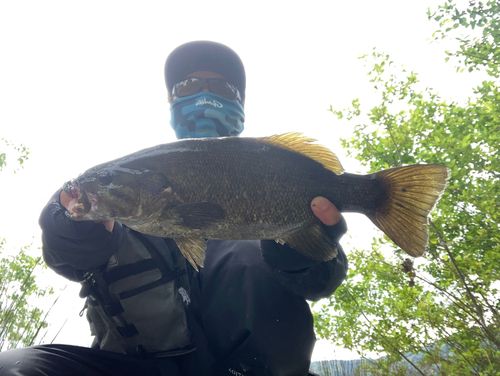 スモールマウスバスの釣果