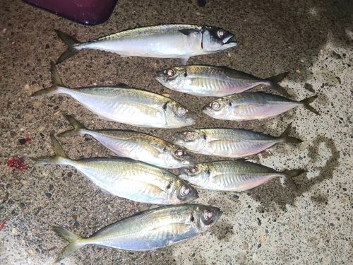 アジの釣果