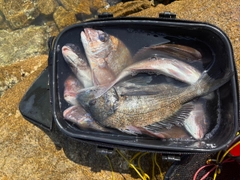 マダイの釣果