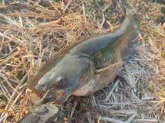 ナマズの釣果