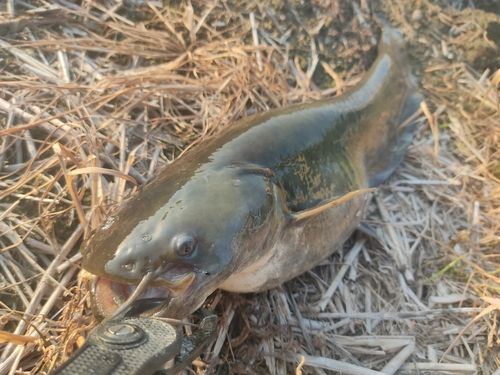ナマズの釣果