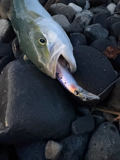 ワカシの釣果