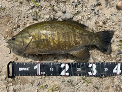 スモールマウスバスの釣果