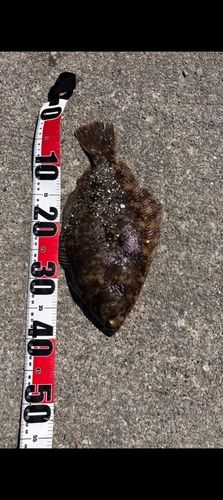 マコガレイの釣果