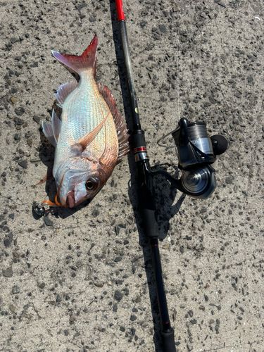 タイの釣果