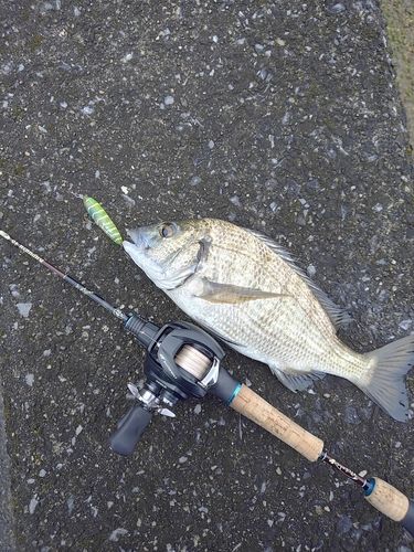 ミナミクロダイの釣果