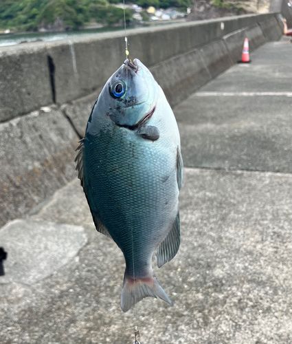 メジナの釣果