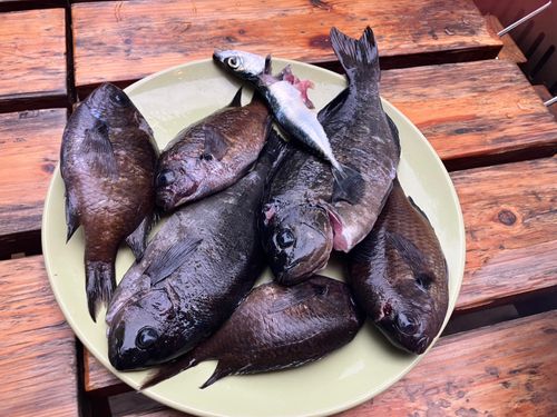 スズメダイの釣果