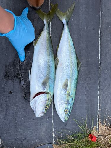 イナダの釣果