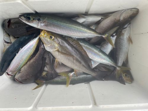 ムロアジの釣果