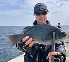 メジナの釣果