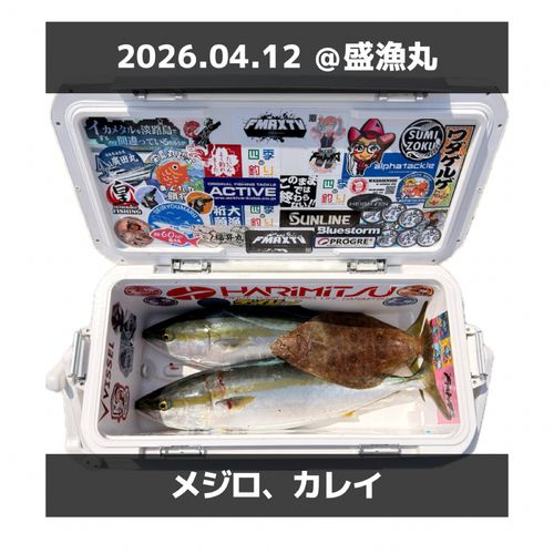 メジロの釣果