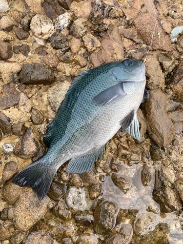 グレの釣果