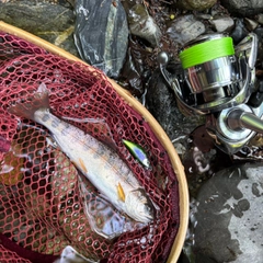 ヤマメの釣果
