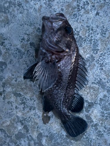 マゾイの釣果