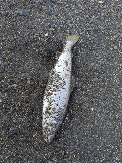 アメマスの釣果