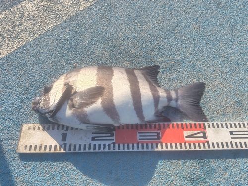 イシダイの釣果