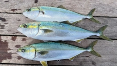 イナダの釣果