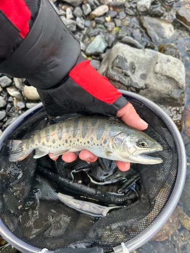 アマゴの釣果
