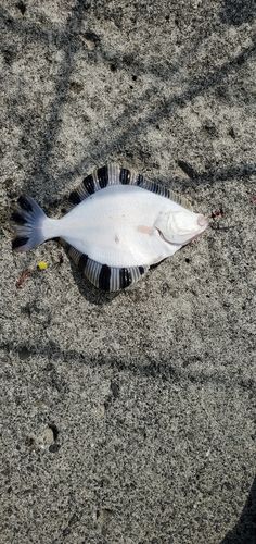 カワガレイの釣果