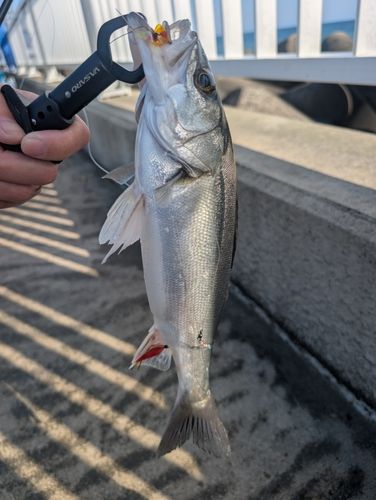 サゴシの釣果