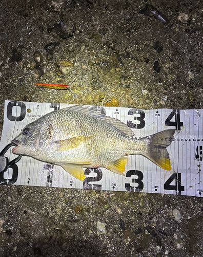 キビレの釣果