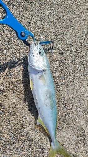 ツバスの釣果