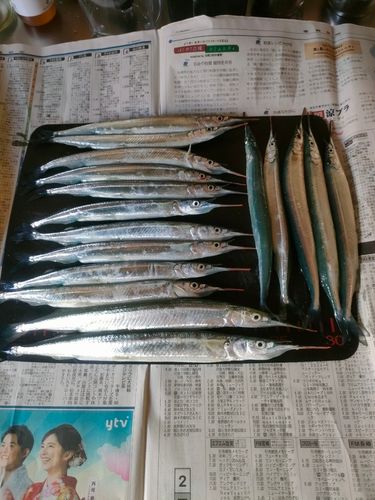 サヨリの釣果