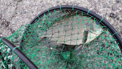 メジナの釣果