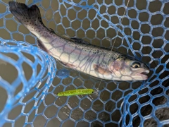 ニジマスの釣果