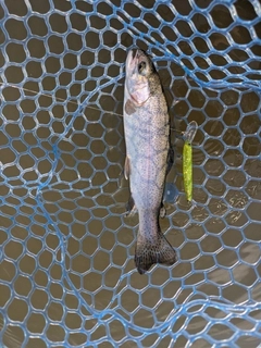 ニジマスの釣果