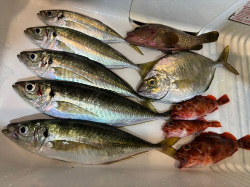 アジの釣果