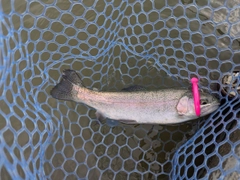 ニジマスの釣果