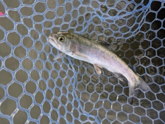 ニジマスの釣果