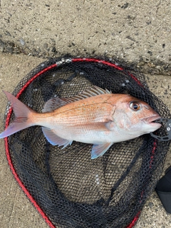 タイの釣果