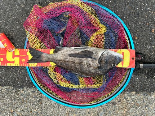 チヌの釣果