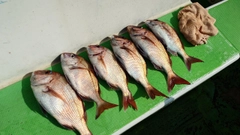 マダイの釣果